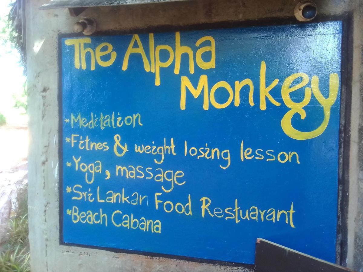 The Alpha Monkey Hotel & Tree House タンガラ エクステリア 写真
