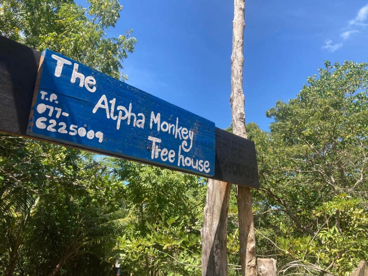 The Alpha Monkey Hotel & Tree House タンガラ エクステリア 写真