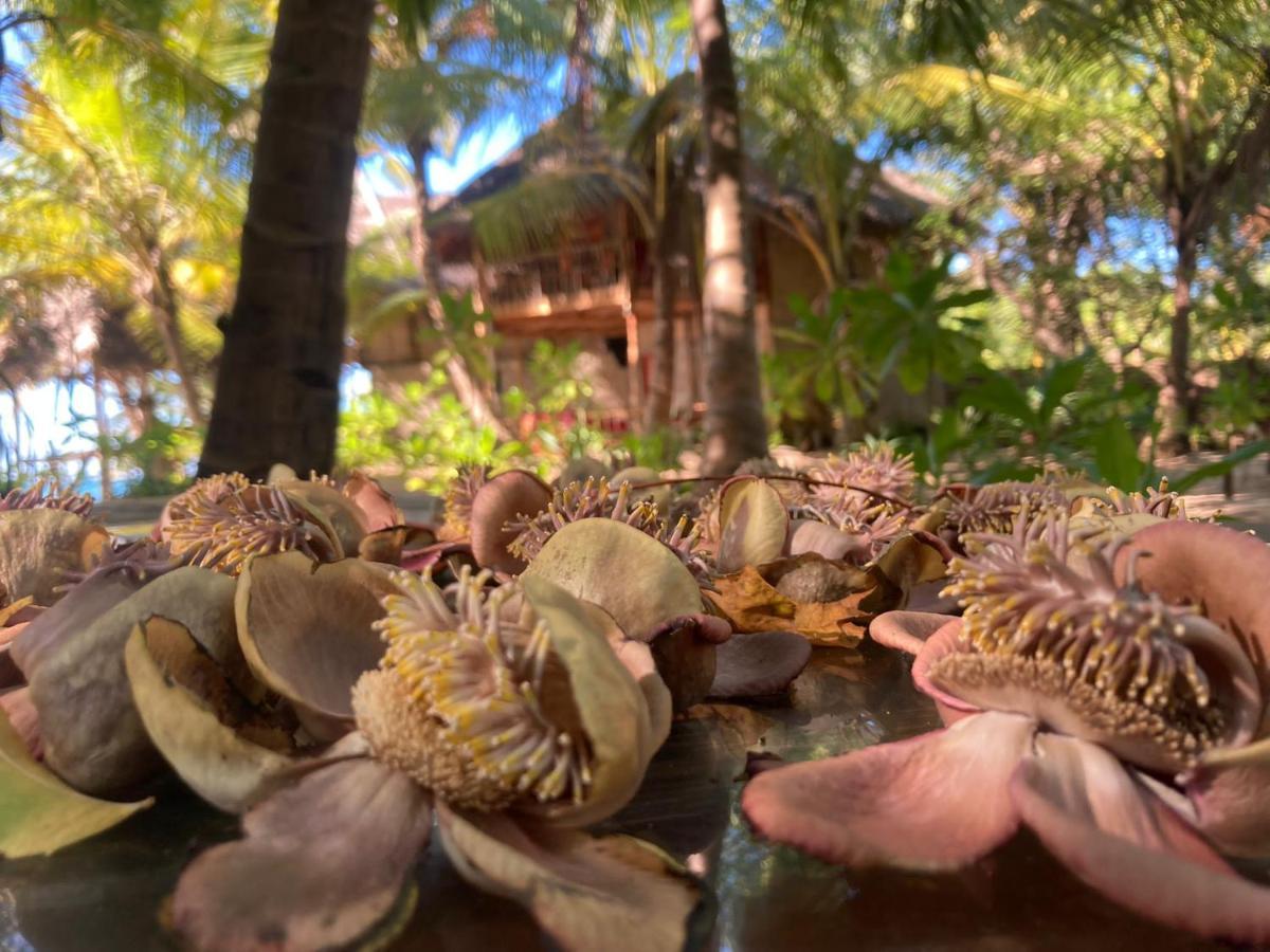 The Alpha Monkey Hotel & Tree House タンガラ エクステリア 写真